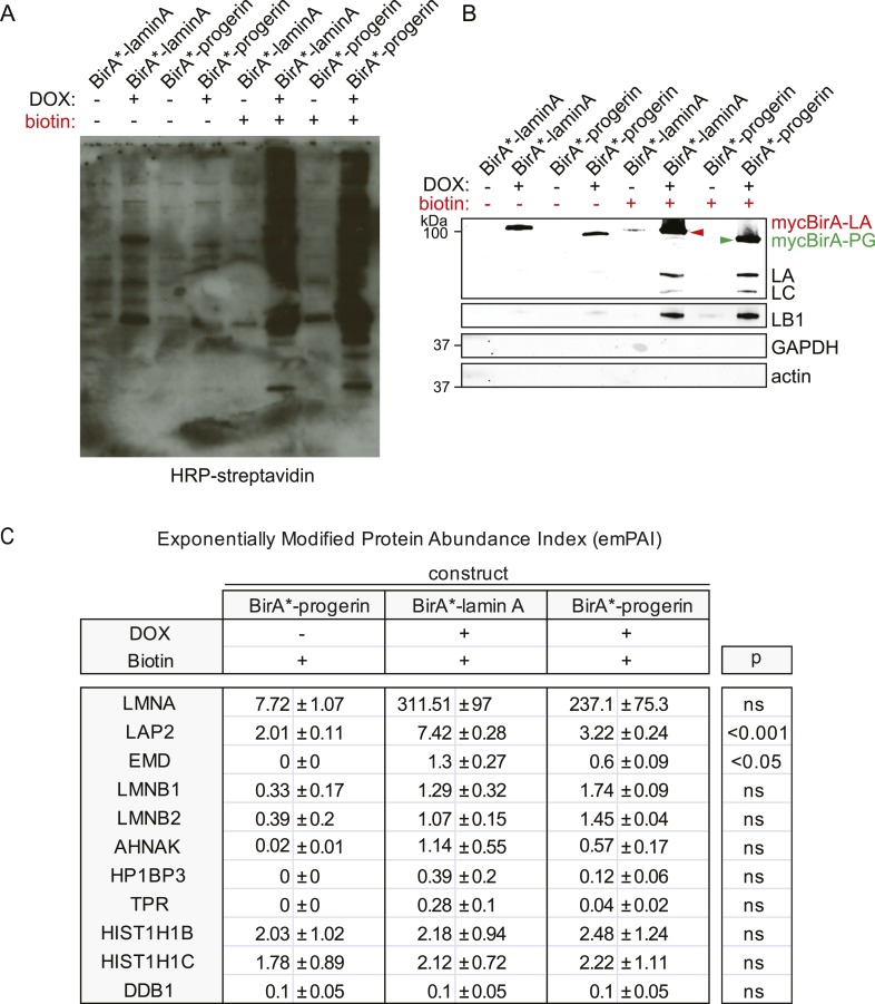 Figure 3—figure supplement 1.