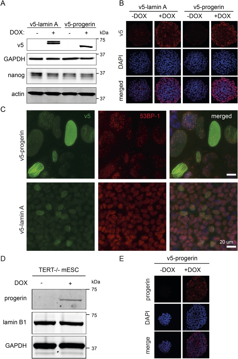 Figure 2—figure supplement 1.