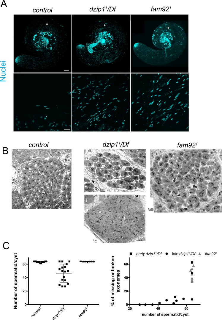 Figure 4—figure supplement 1.