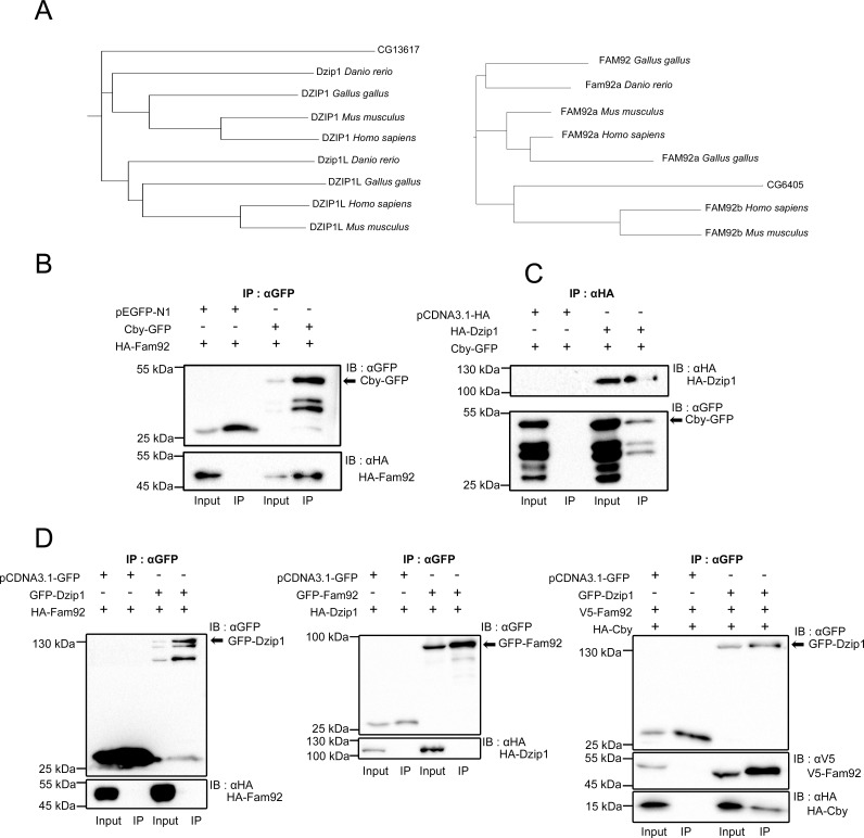 Figure 1—figure supplement 1.