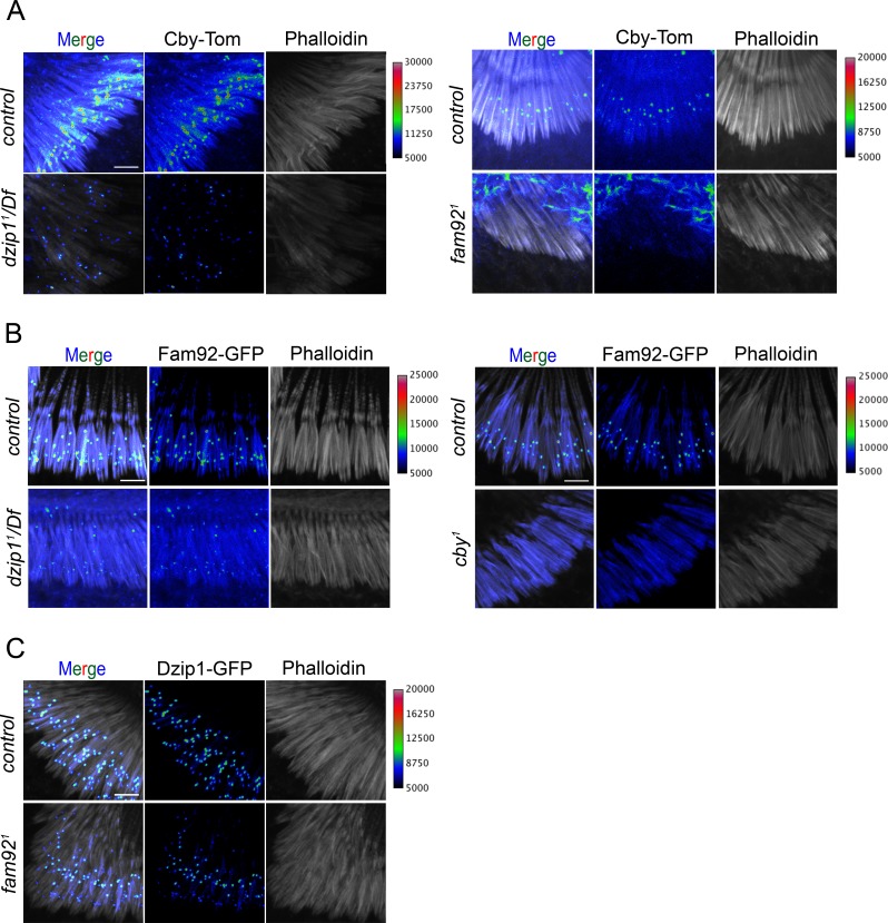 Figure 5—figure supplement 1.