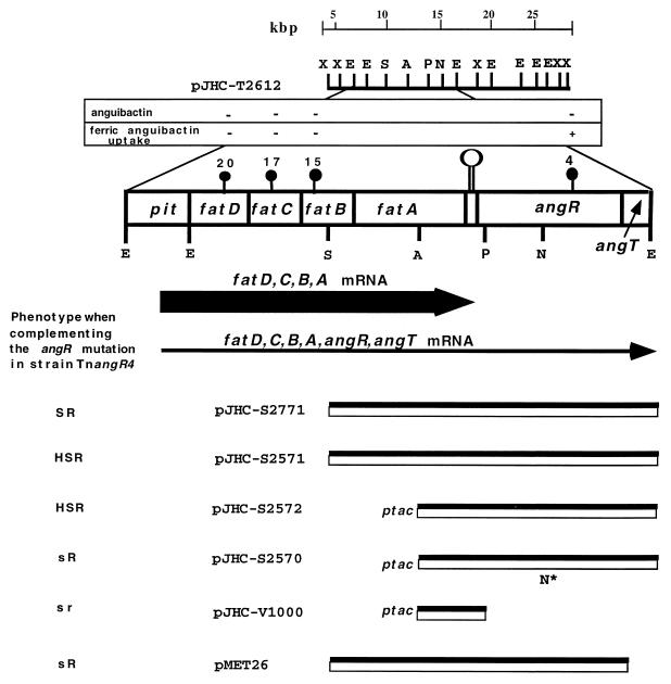 FIG. 1