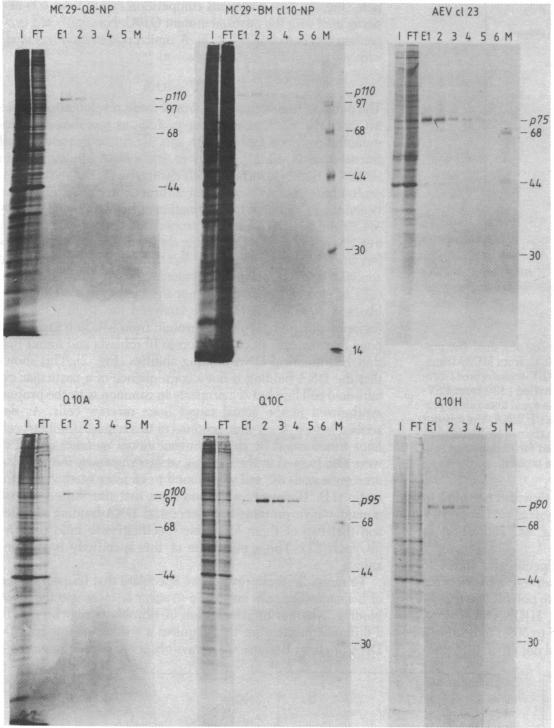 graphic file with name pnas00636-0062-a.jpg