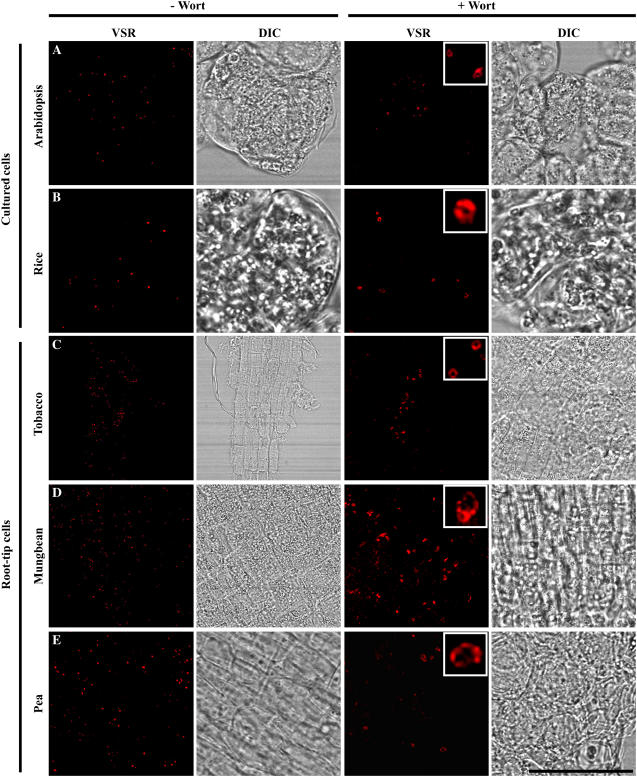 Figure 10.