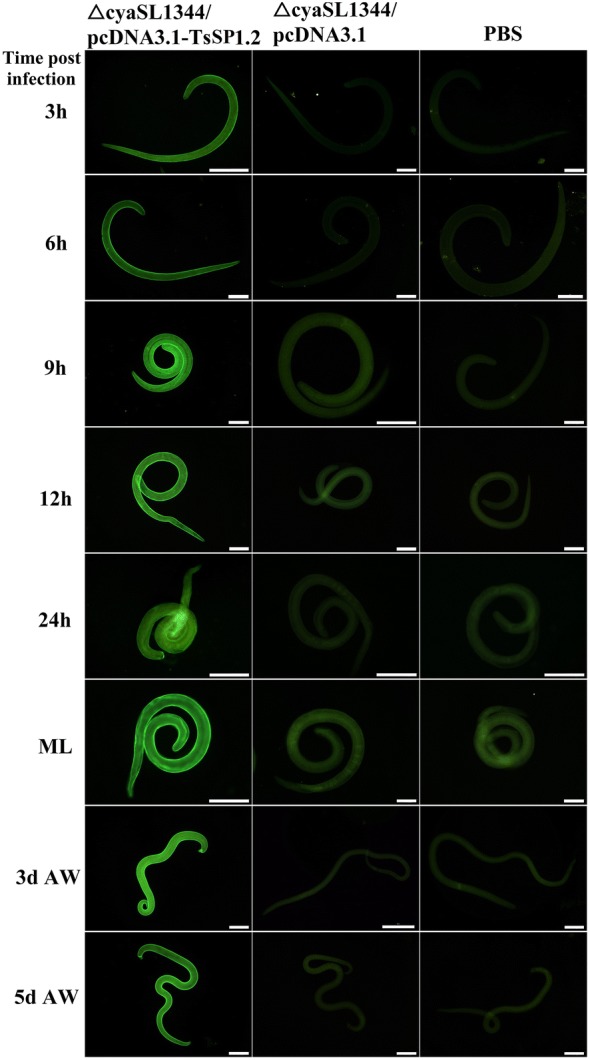 Figure 6