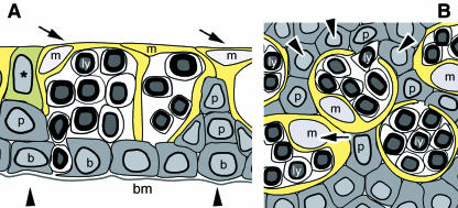 Fig. 10