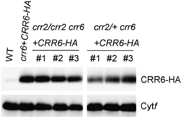 Figure 6.