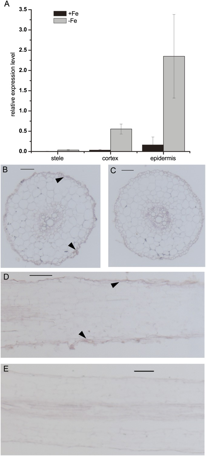 Fig. 5.