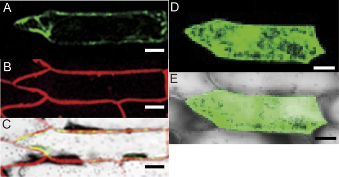 Fig. 4.