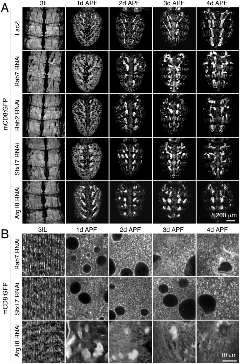 Figure 6—figure supplement 2.