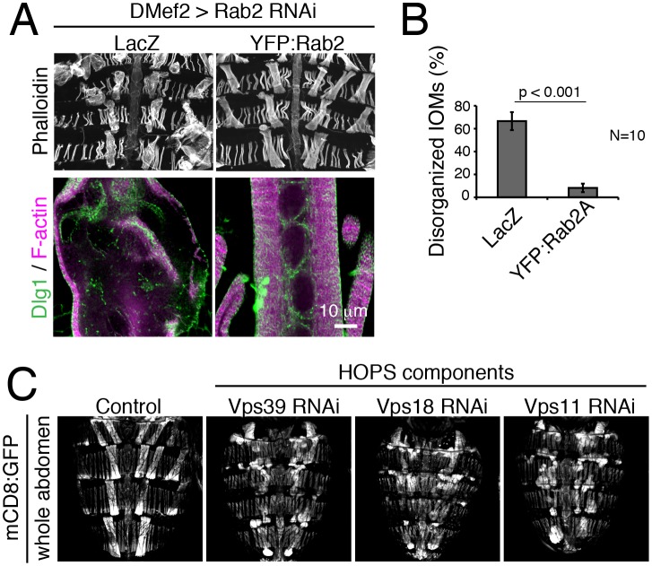 Figure 3—figure supplement 1.