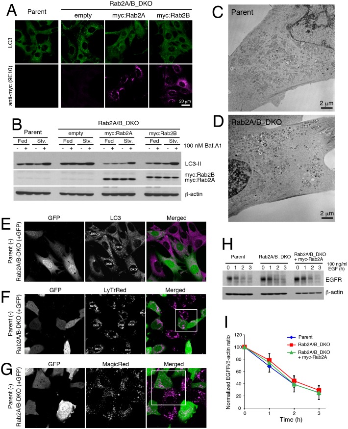 Figure 7—figure supplement 2.