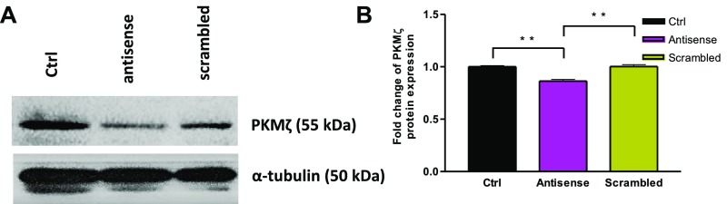 Fig. S7.