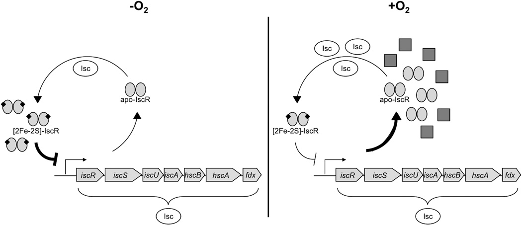 Fig. 8