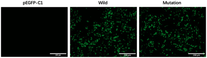 FIGURE 4