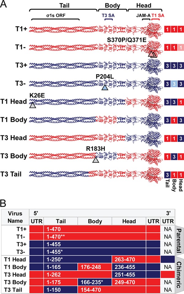 FIG 1