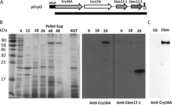 FIG 3