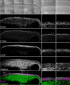 Figure 3—figure supplement 3.