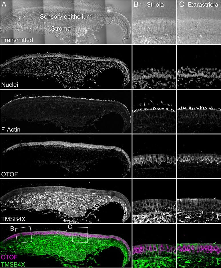 Figure 3—figure supplement 3.