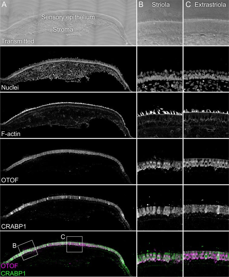 Figure 3—figure supplement 2.