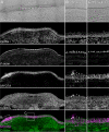 Figure 3—figure supplement 4.