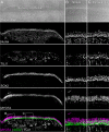 Figure 3—figure supplement 6.