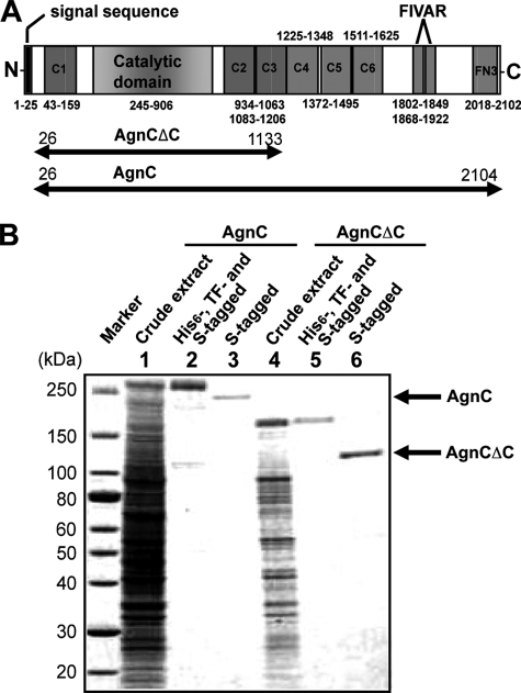 FIGURE 1.