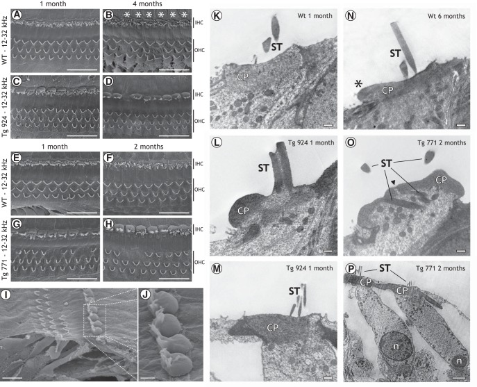 Figure 5.