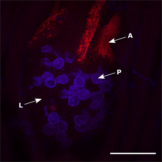 Fig. 5