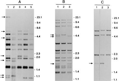 FIG. 1