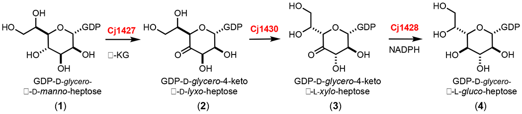 Scheme 2: