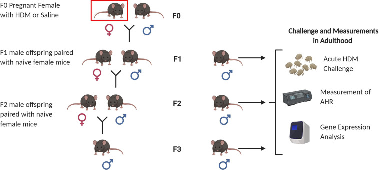 FIGURE 1