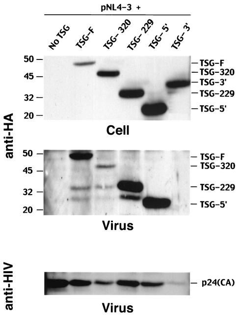 FIG. 5.