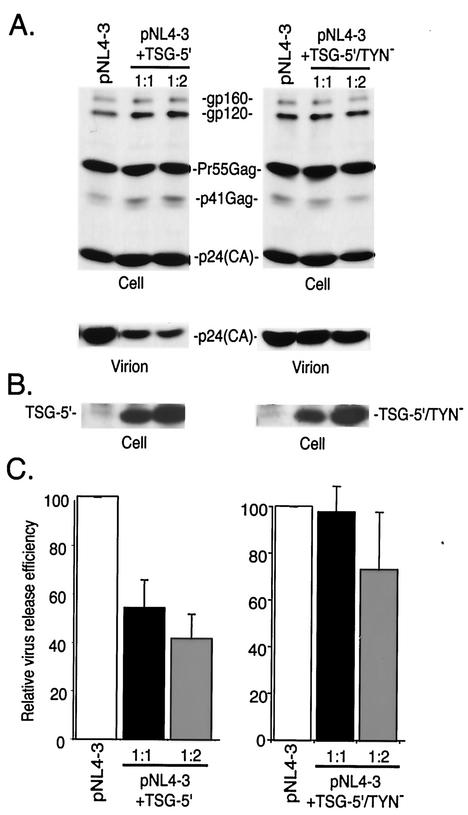 FIG. 2.