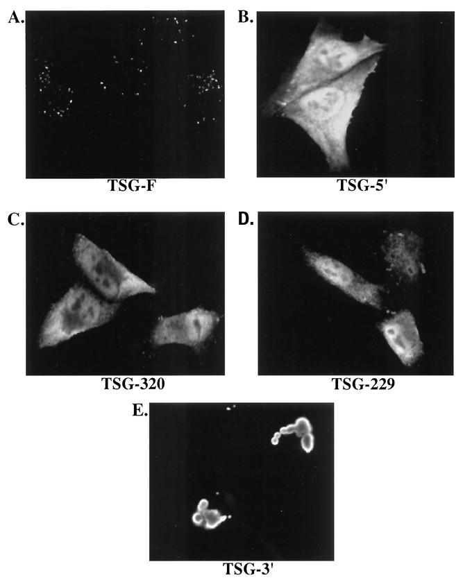 FIG. 8.