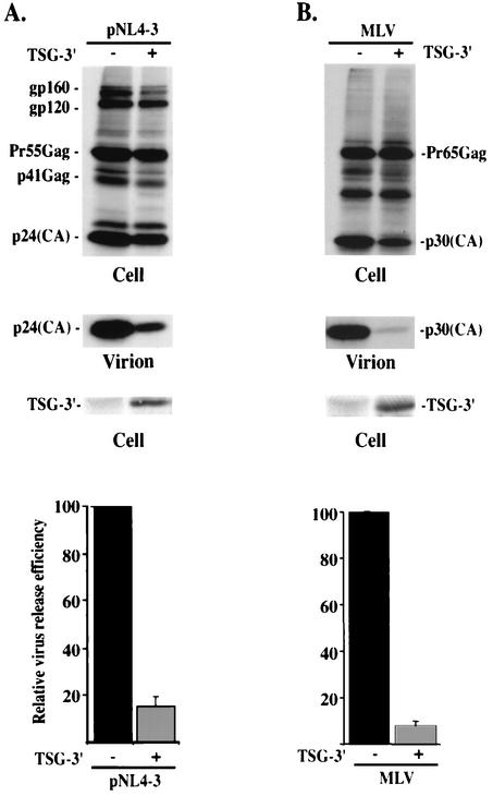 FIG. 7.