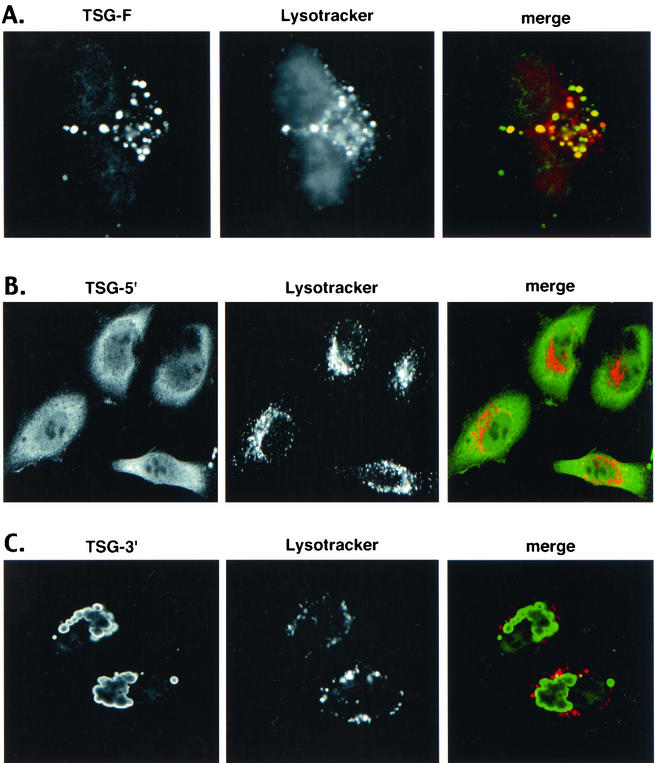 FIG. 10.