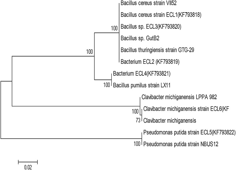 Fig. 1