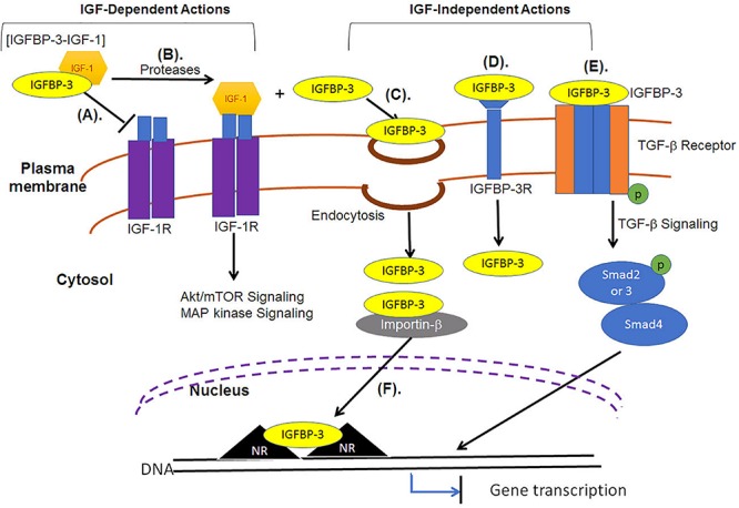 FIGURE 3