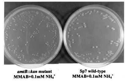 FIG. 7