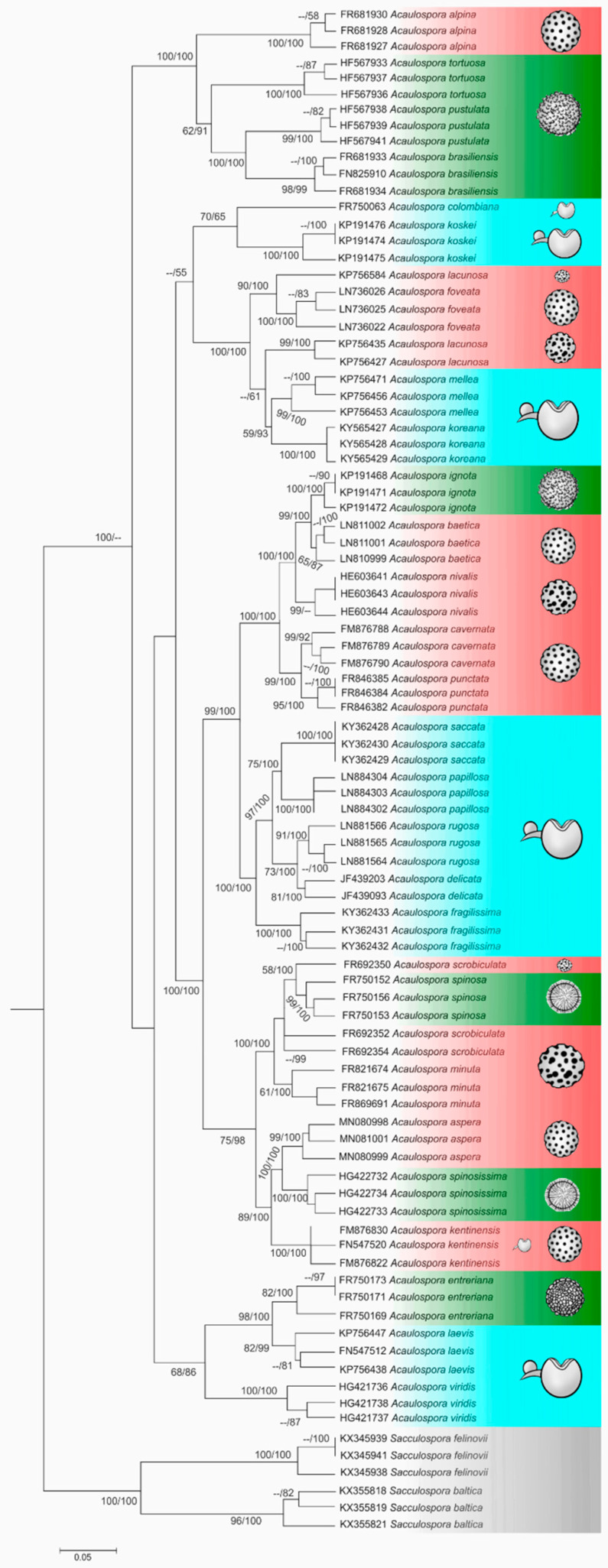 Phylogenetic Review of Acaulospora (Diversisporales, Glomeromycota) and ...