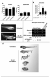 Fig 5