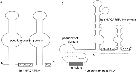 FIGURE 1.