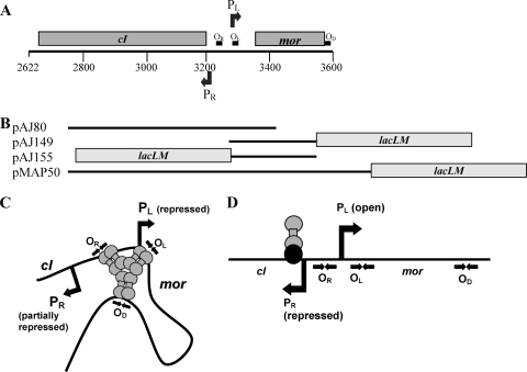 FIG. 1.