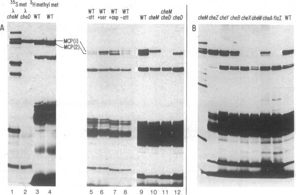 graphic file with name pnas00030-0222-a.jpg