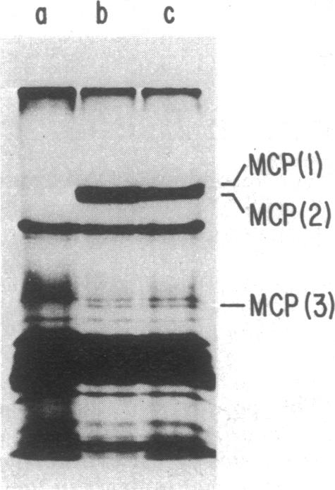 graphic file with name pnas00030-0220-a.jpg