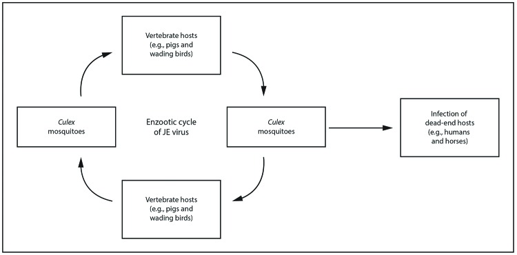This figure is a circular flow chart showing the Japanese encephalitis (JE) virus transmission cycle from vertebrate hosts to mosquitoes to vertebrate hosts to mosquitoes. The center reads, enzootic cycle of JE virus. The center text is surrounded by a circle of four boxes with arrows that point clockwise from one box to the next: the top box reads, vertebrate hosts (e.g., pigs and wading birds) with an arrow to the right-hand box Culex mosquitoes, with an arrow to the bottom box vertebrate hosts (e.g., pigs and wading birds), and another arrow again to the top box, Culex mosquitoes. The right-hand Culex mosquito box has an arrow that leaves the circular cycle and points to the right, leading to a box that reads, infection of dead-end hosts (e.g., humans and horses).