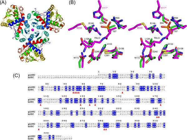 graphic file with name nihms-130868-f0001.jpg