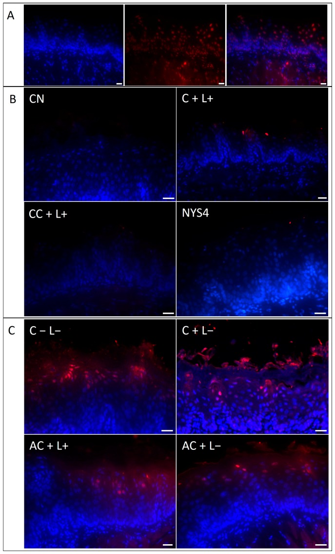 Figure 11