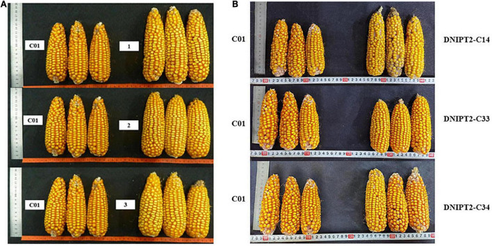 FIGURE 4